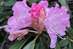 Pink Rhododendron