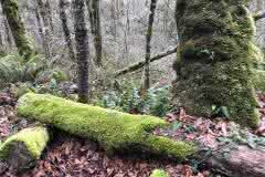 Deep Forest