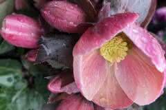 Tender Pink Hellebore