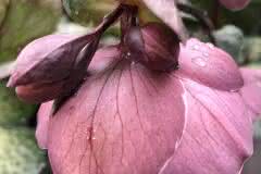 Tender Pink Hellebore