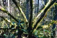 Deep Forest