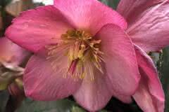 Tender Pink Hellebore