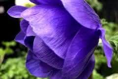 Purple Lisianthus