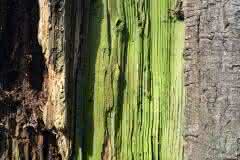 Natural Lime Green Tree Trunk