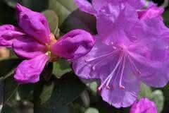 Purple Rhododendron