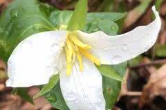 White Trillium