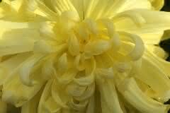 Yellow Dahlia