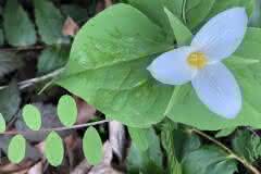 White Trillium