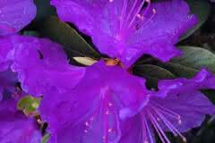 Purple Rhododendron