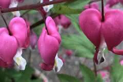 Bleeding Hearts