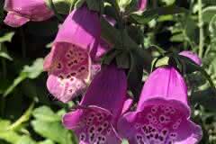 Pink Foxgloves