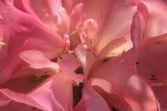 Pink Rhododendron