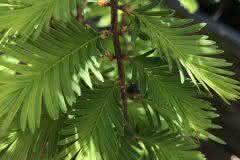 Baby Pine Needles