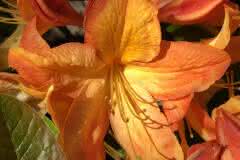 Orange Rhododendron