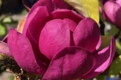 Magenta Tulip Magnolia