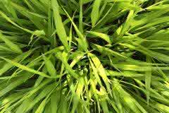 Green Grass