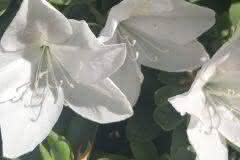 White Bellflower