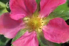 Tiny Pink Blossom