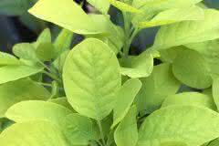 Green Leaves