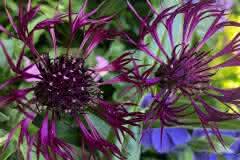 Purple Spider Entity