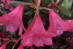 Pink Bellflower