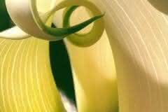 White Calla Perspective