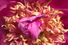 Pink Peony
