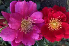 Pink and Red Rose