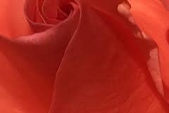 Orange Rose