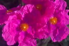 Crinkled Pink Flower