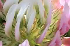 Pink Clover