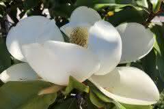 White Magnolia