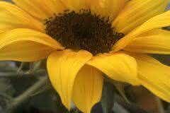 Black Eyed Susan