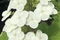 White Hydrangea