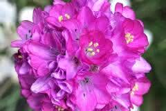 Pink  Decorative Onion