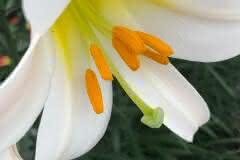 White Lily