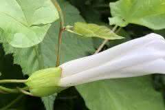 Wild White flower Vine