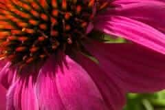 Coneflower Echinacea