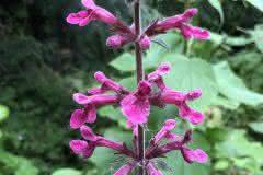 Pink Forest Flower
