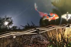 Koi in Pond