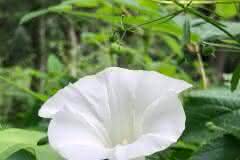 Wild White Morning Glory vine