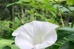 White Morning Glory