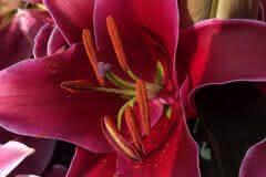 Red  Lily