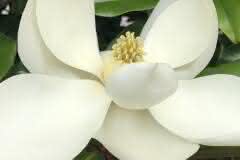 White Magnolia in Full Bloom