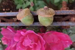 Acorns with Pink Roses