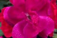 Red and Pink Roses in Rain