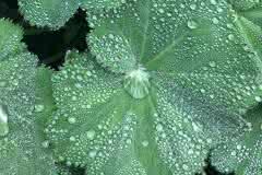 Green Leaves in the Rain