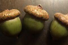 Three Acorns with Hats