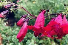 Tiny Red Bellflowers