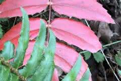 Red Leaves of the Oregon Grape.